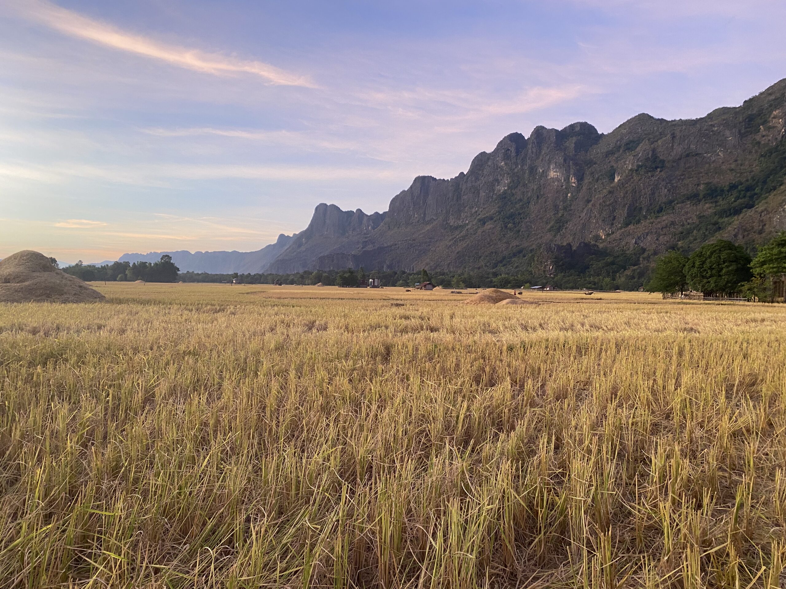 Golden rice fields ajacent to the limestone formations near Konglor Cave