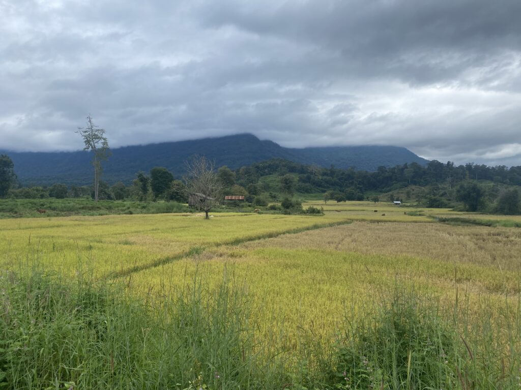 The ricefields of the Pakse Loop